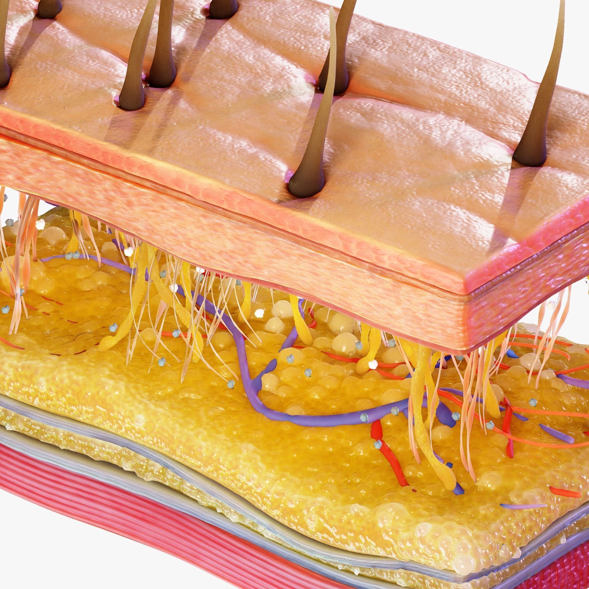 Skin Cross Section 3D model_3