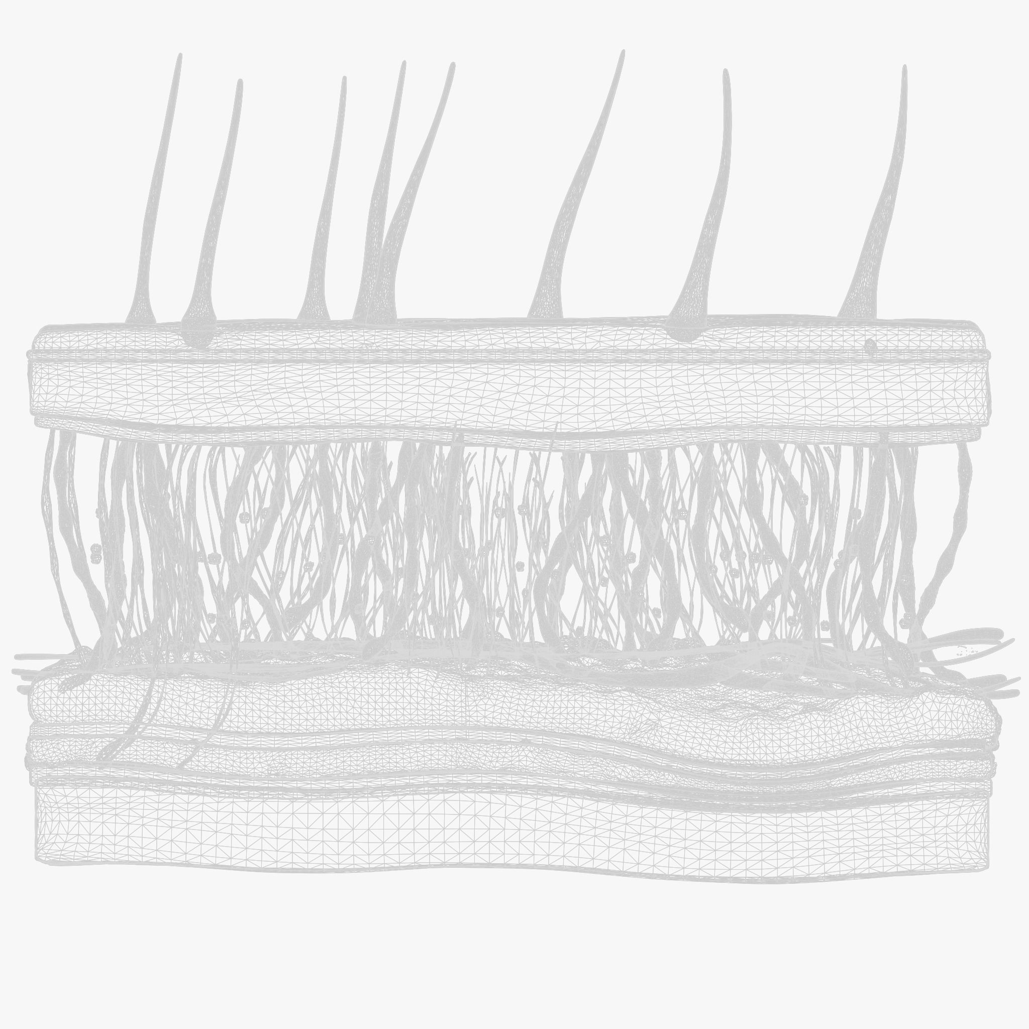 Skin Cross Section 3D model_8