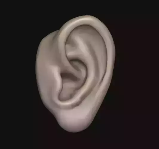 Human ear 3D print model
