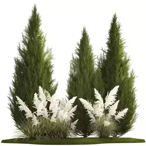 Cypress and thuja with pampas grass in the garden 1162