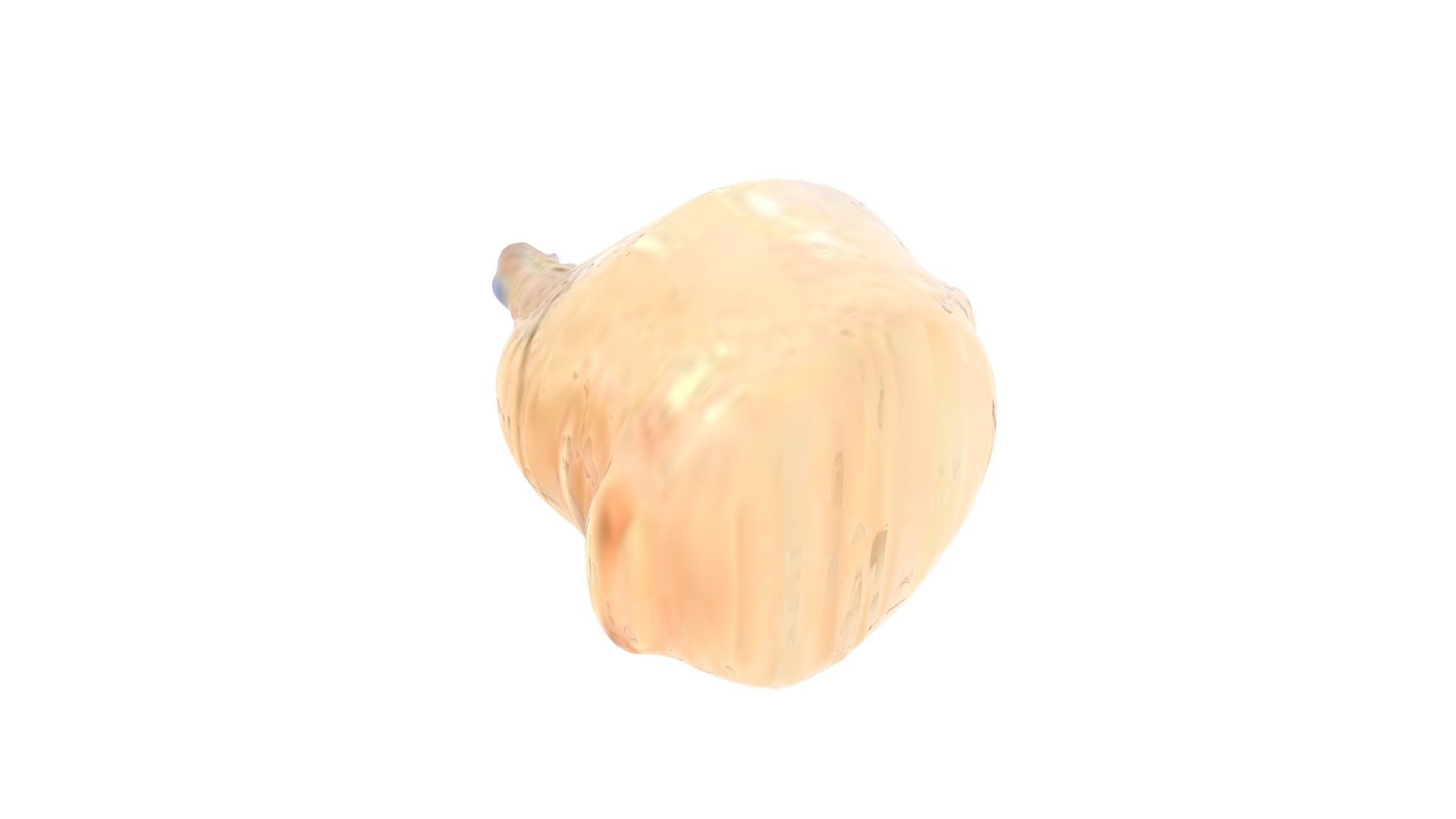 Human Urinary Bladder 3D model_9
