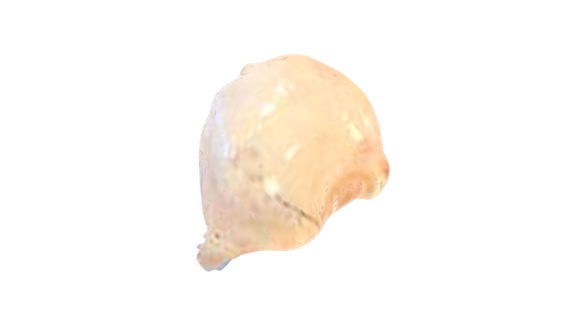 Human Urinary Bladder 3D model_8