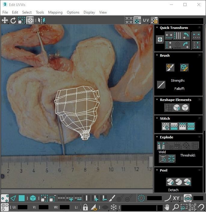 Human Urinary Bladder 3D model_21