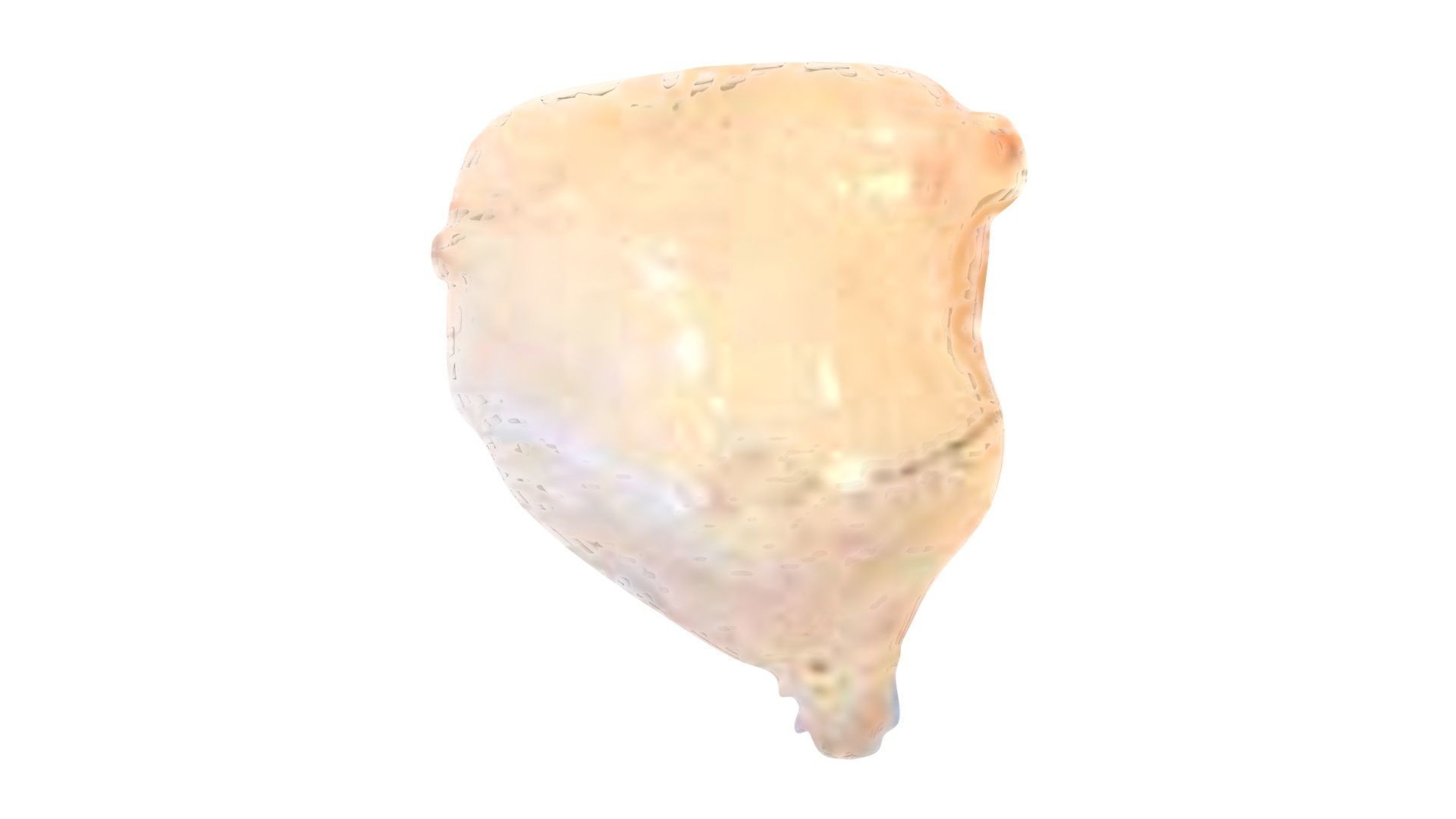 Human Urinary Bladder 3D model_12