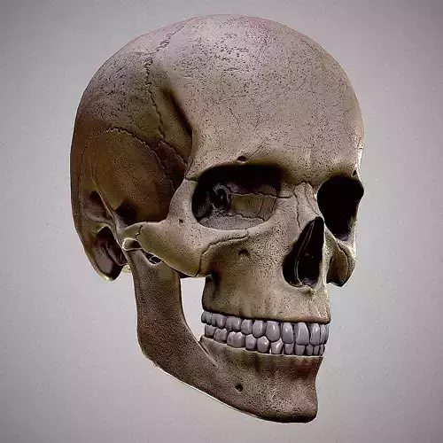 Realistic Human Skull 3D model