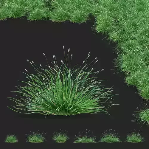 Sesleria nitida ornamental grass 3D model