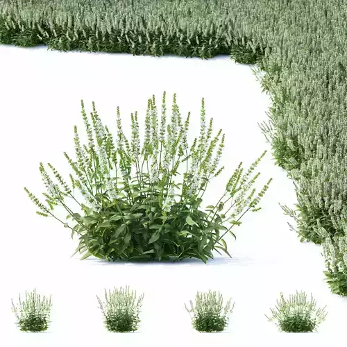 Salvia nemorosa schneehugel 3D model