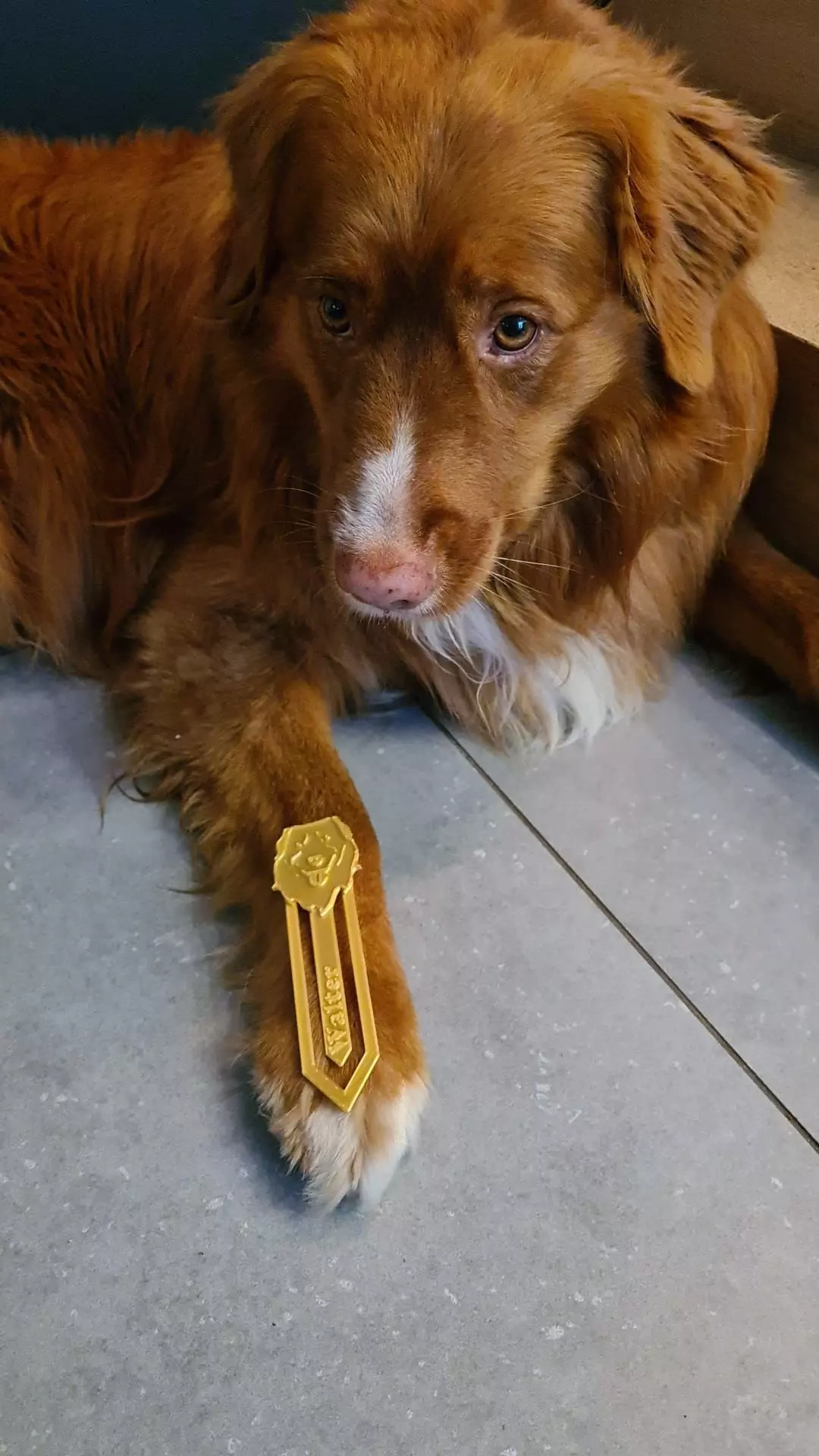 Bookmark - toller or golden retriever 3D print model_0