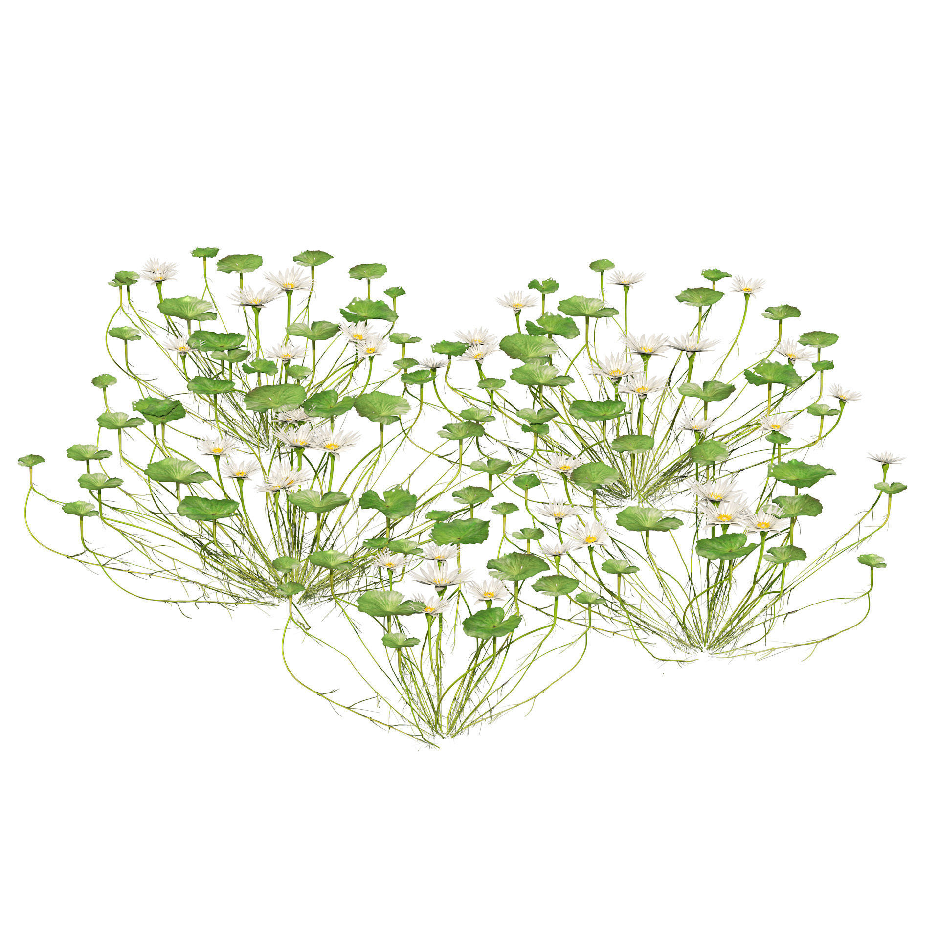 Water lily flower Low-poly 3D model_2