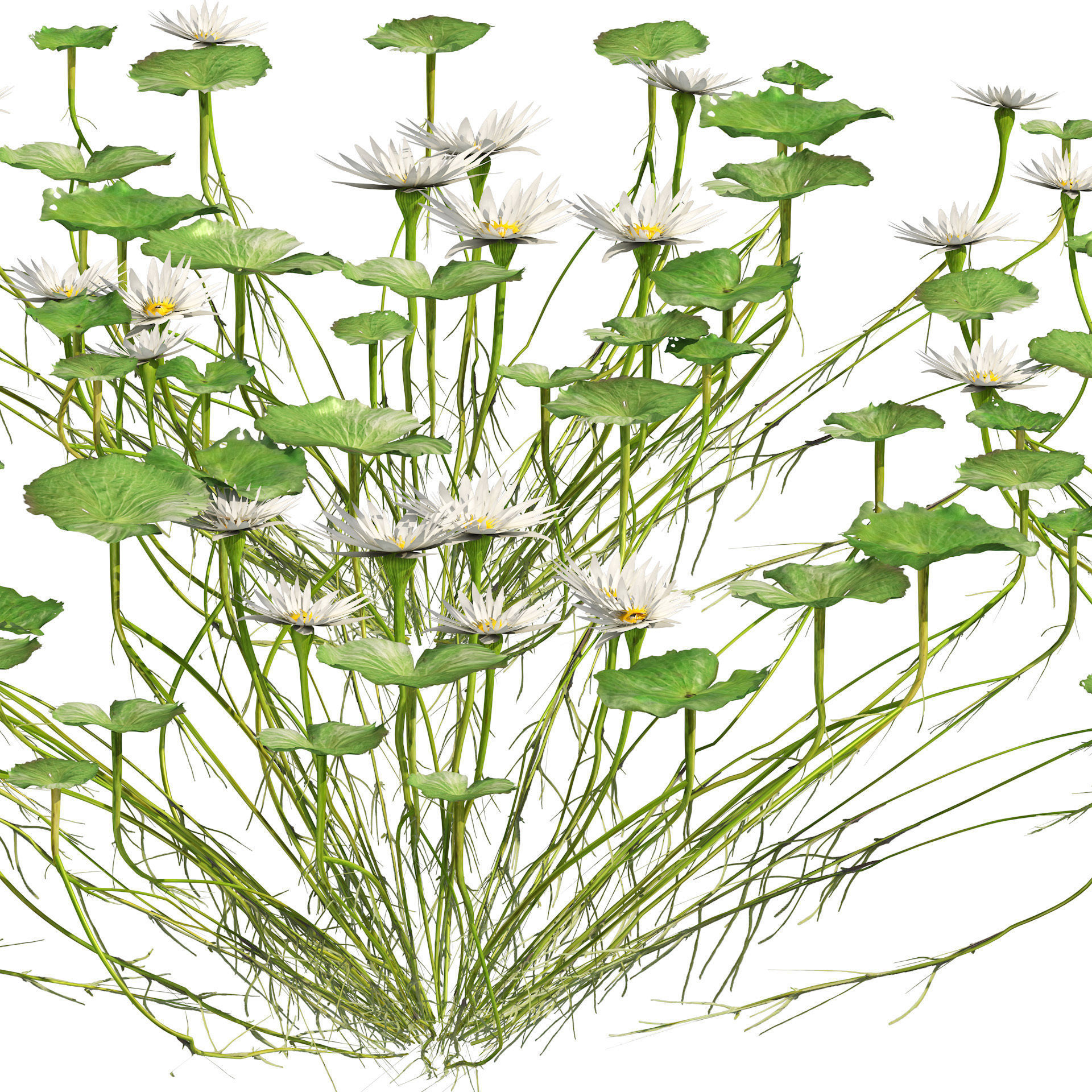 Water lily flower Low-poly 3D model_3