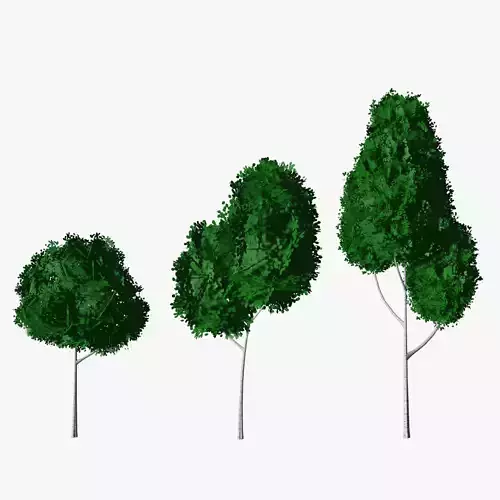 Stylized Birch Trees 3D model