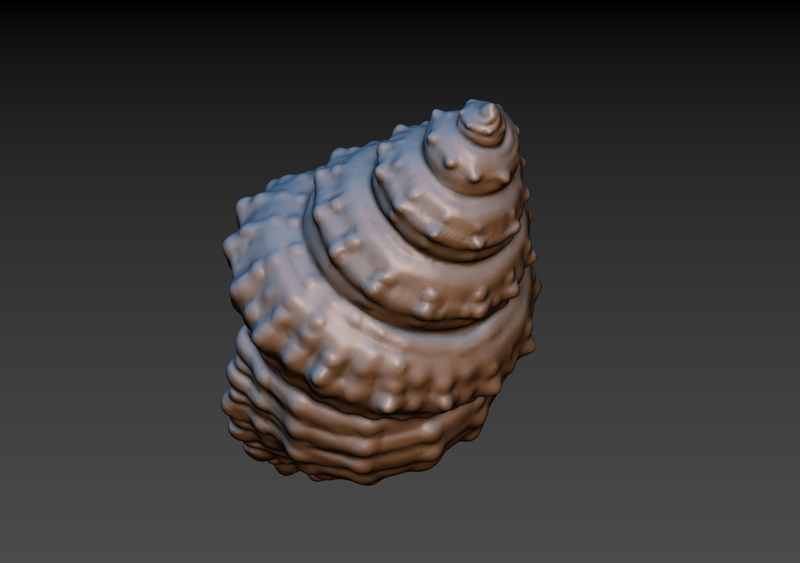 Seashell shell 3D print model_8