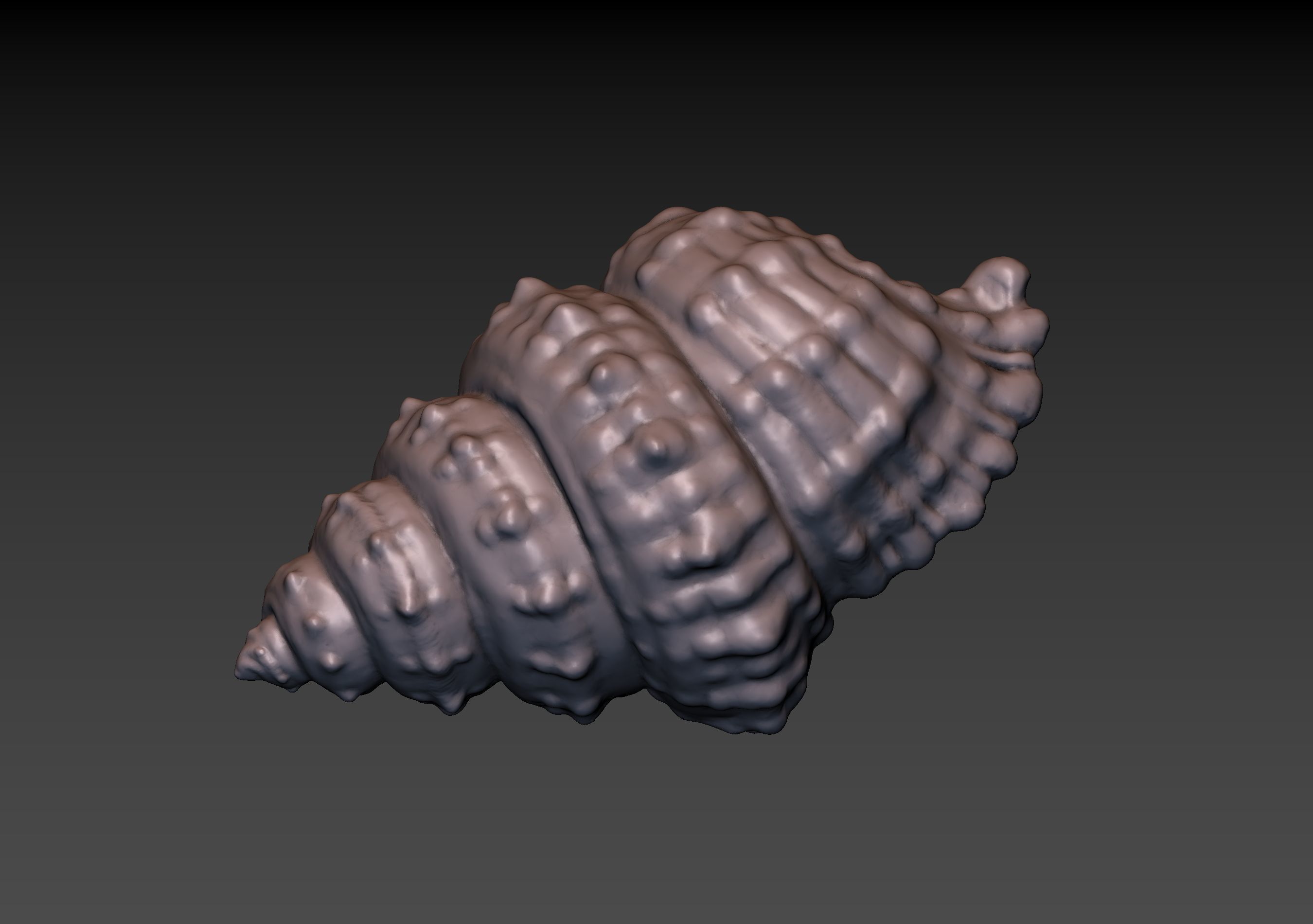 Seashell shell 3D print model_12