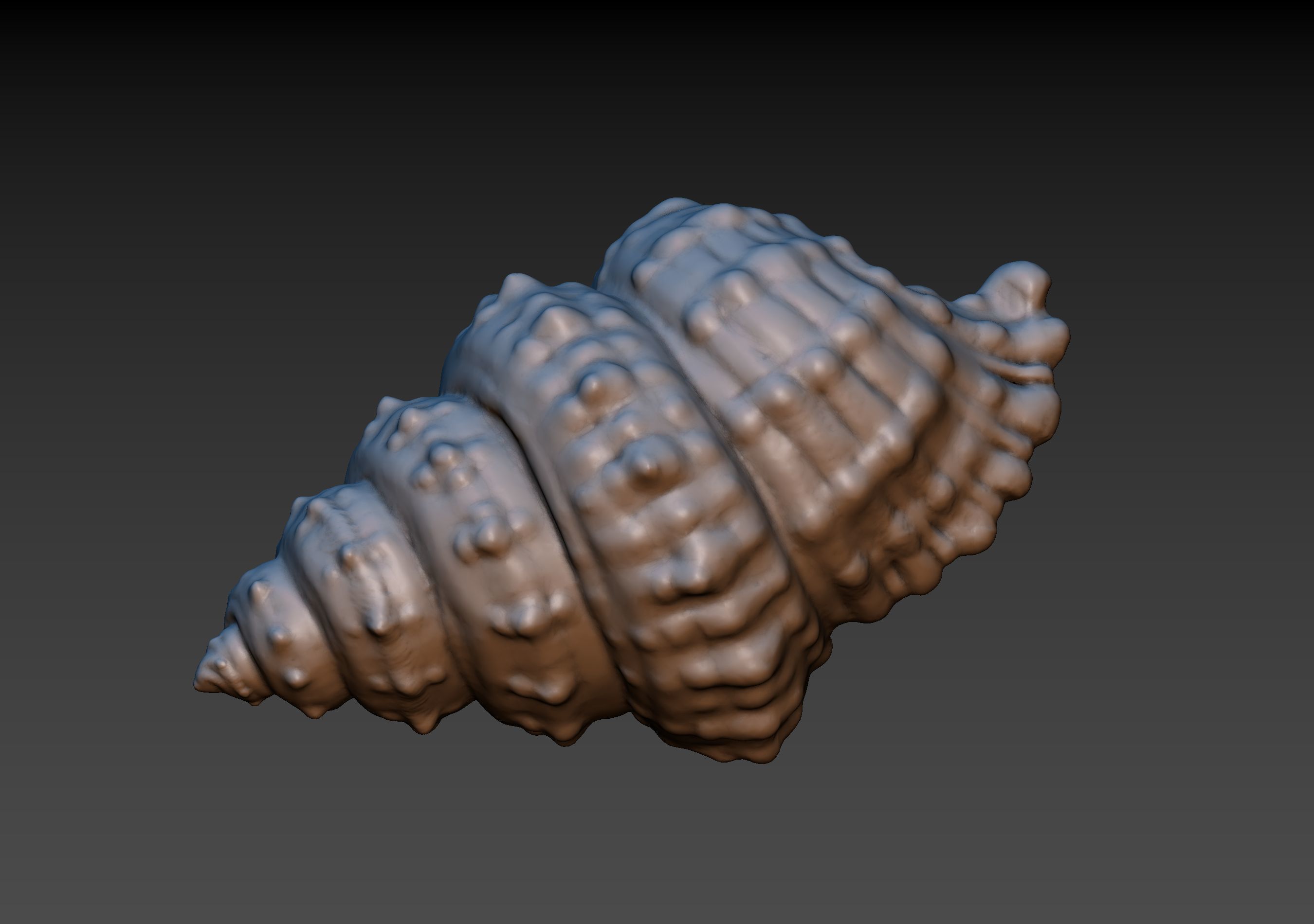 Seashell shell 3D print model_1