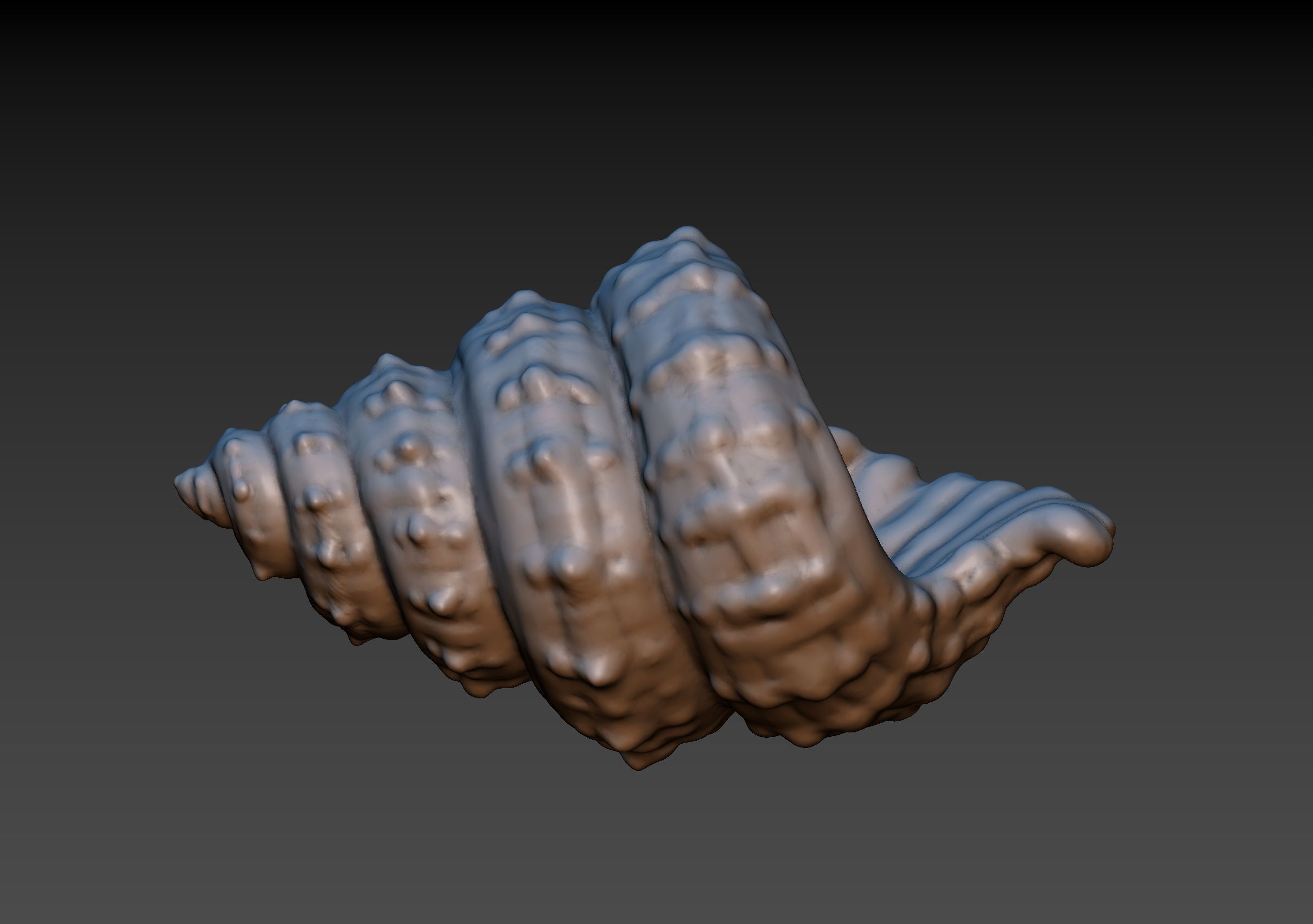 Seashell shell 3D print model_4