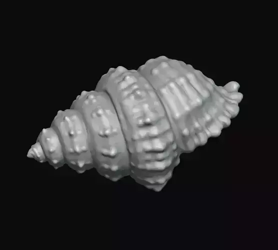 Seashell shell 3D print model