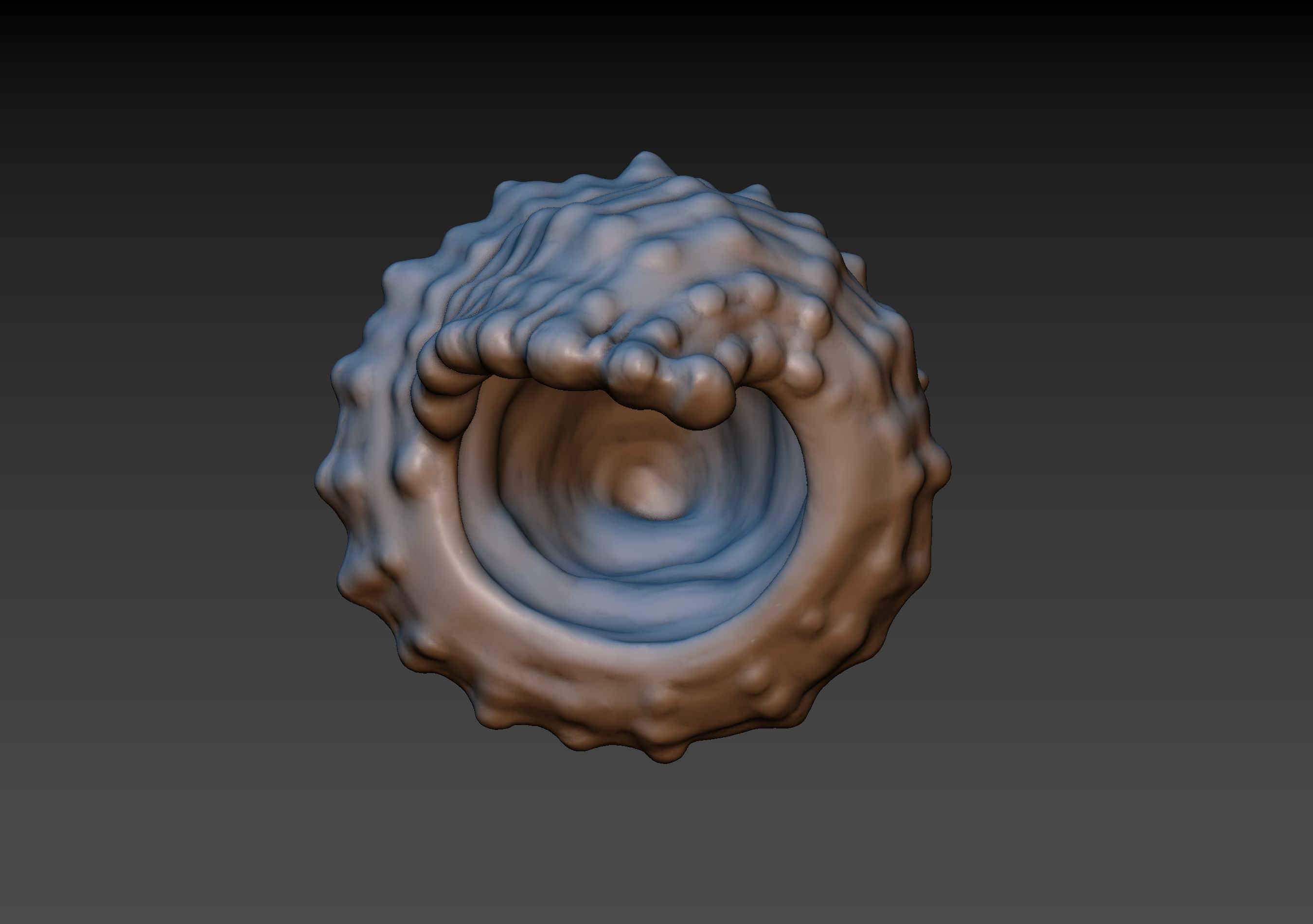 Seashell shell 3D print model_11
