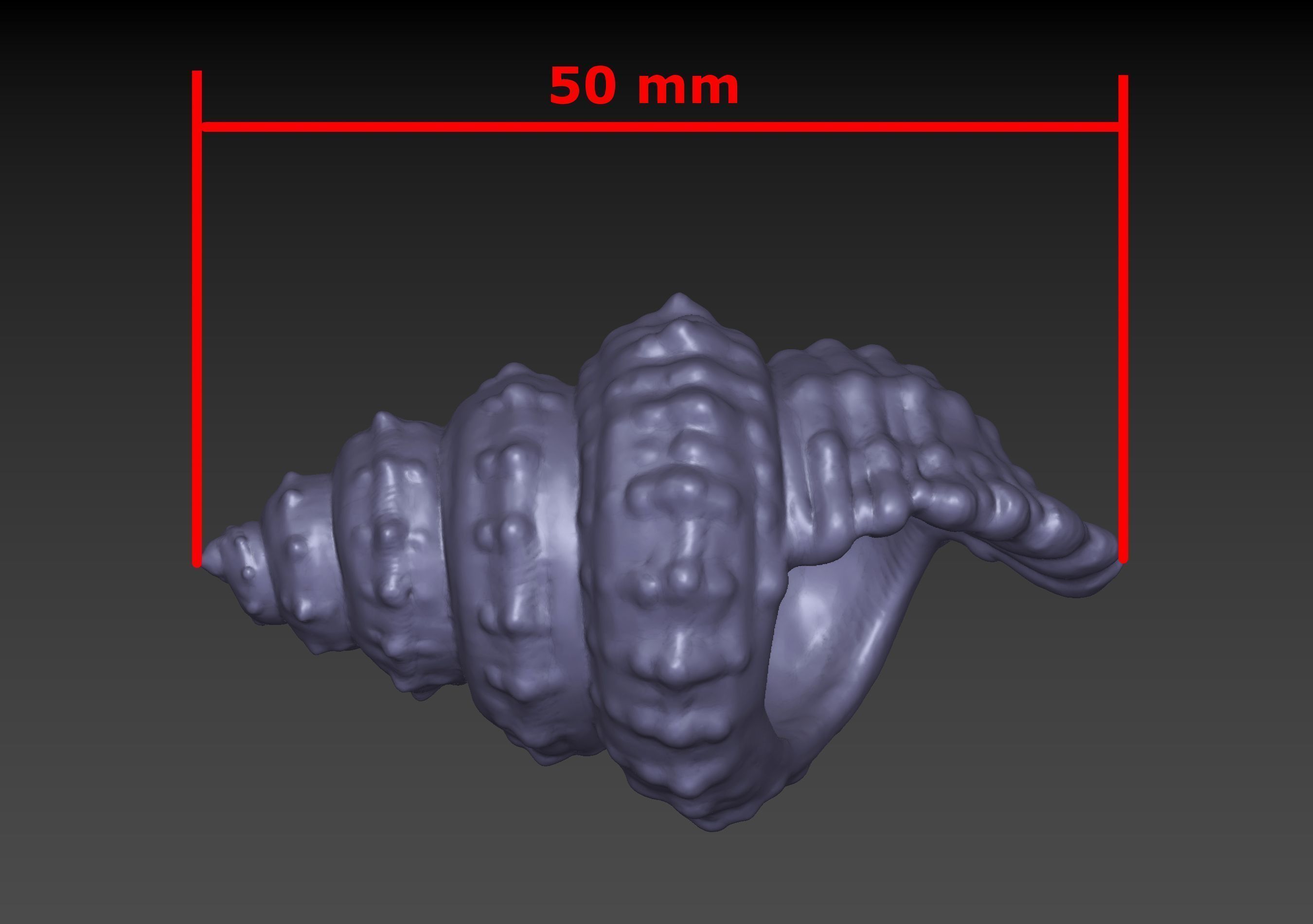 Seashell shell 3D print model_13