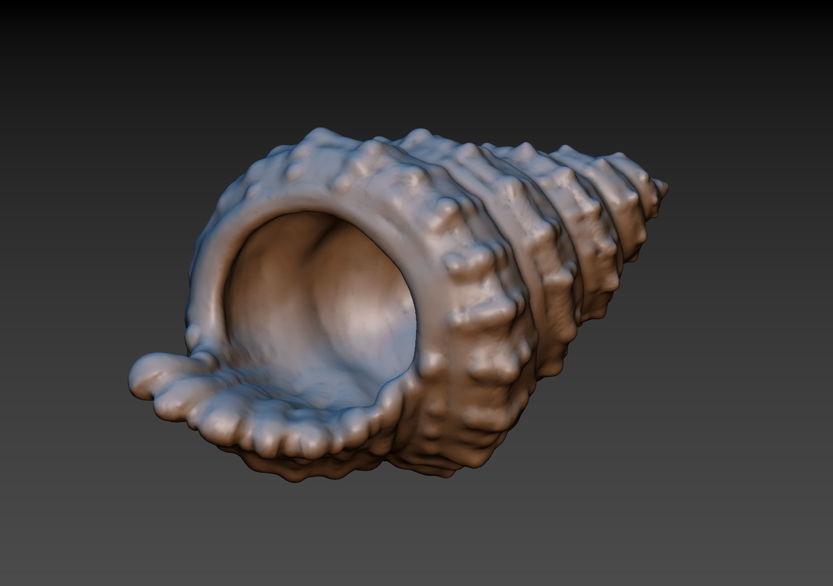 Seashell shell 3D print model_7