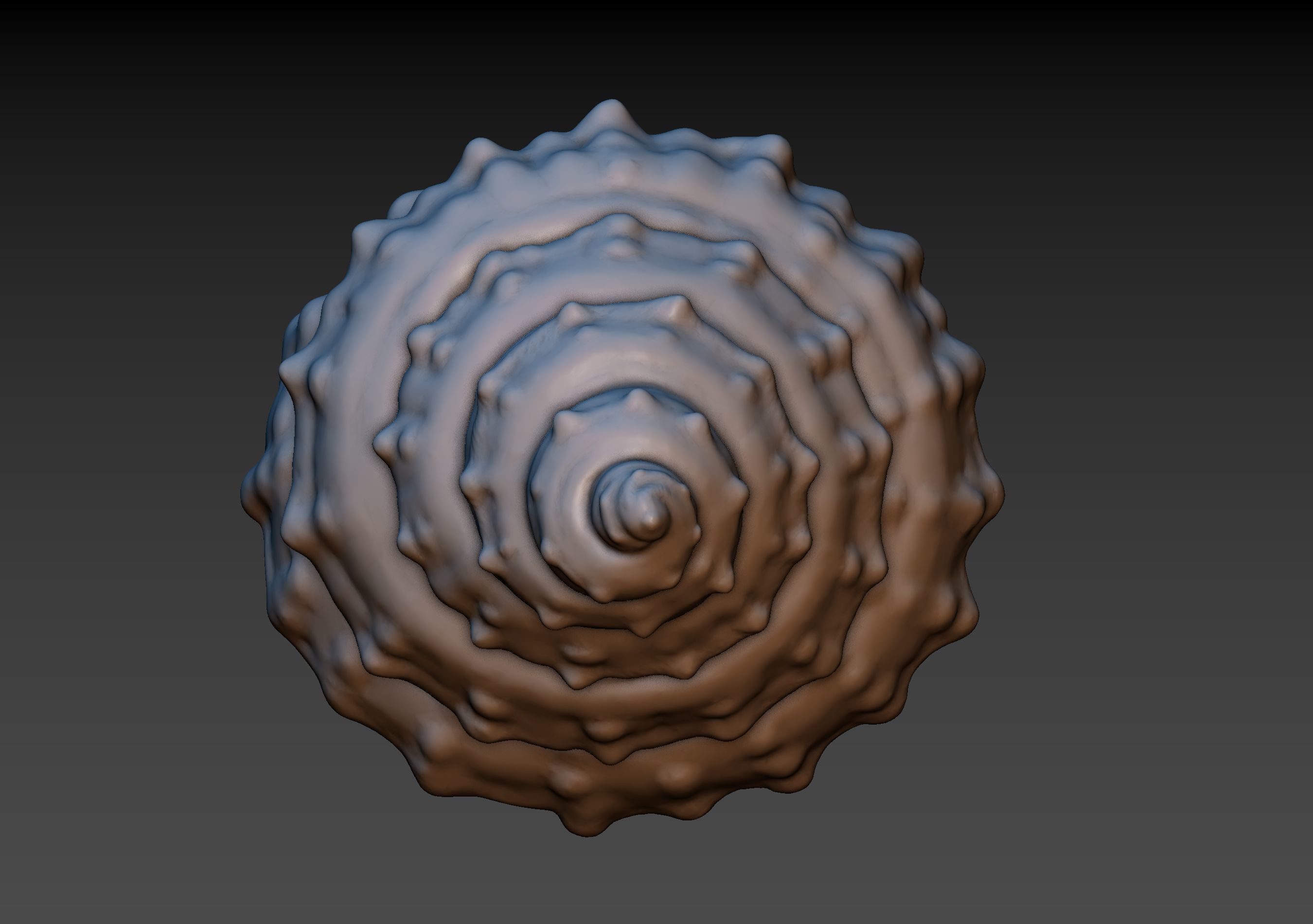 Seashell shell 3D print model_10