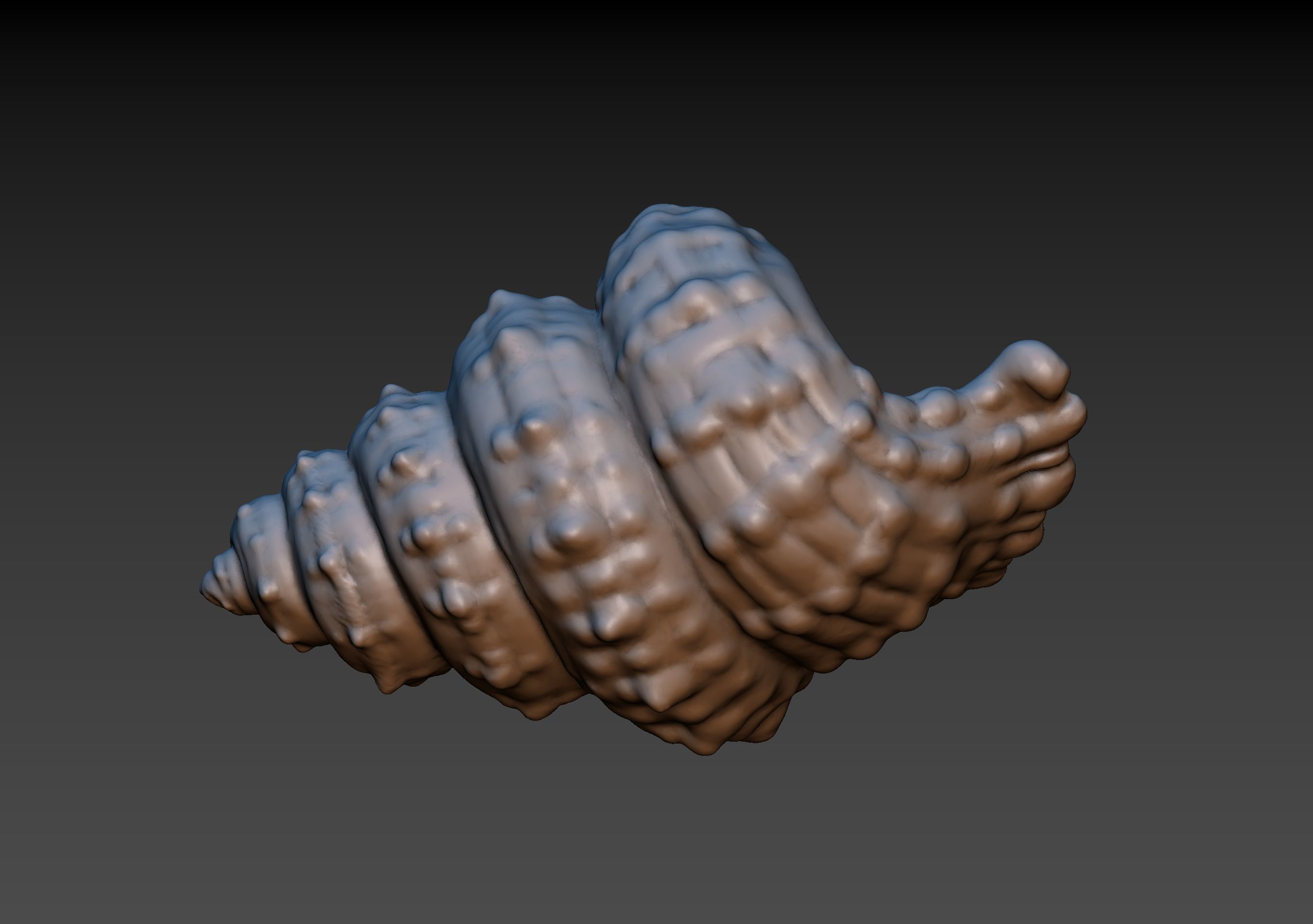 Seashell shell 3D print model_5