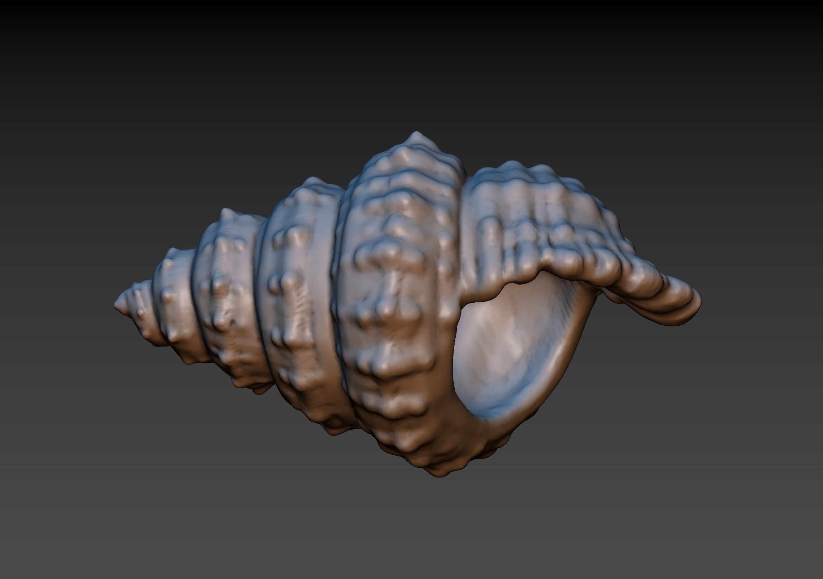 Seashell shell 3D print model_2
