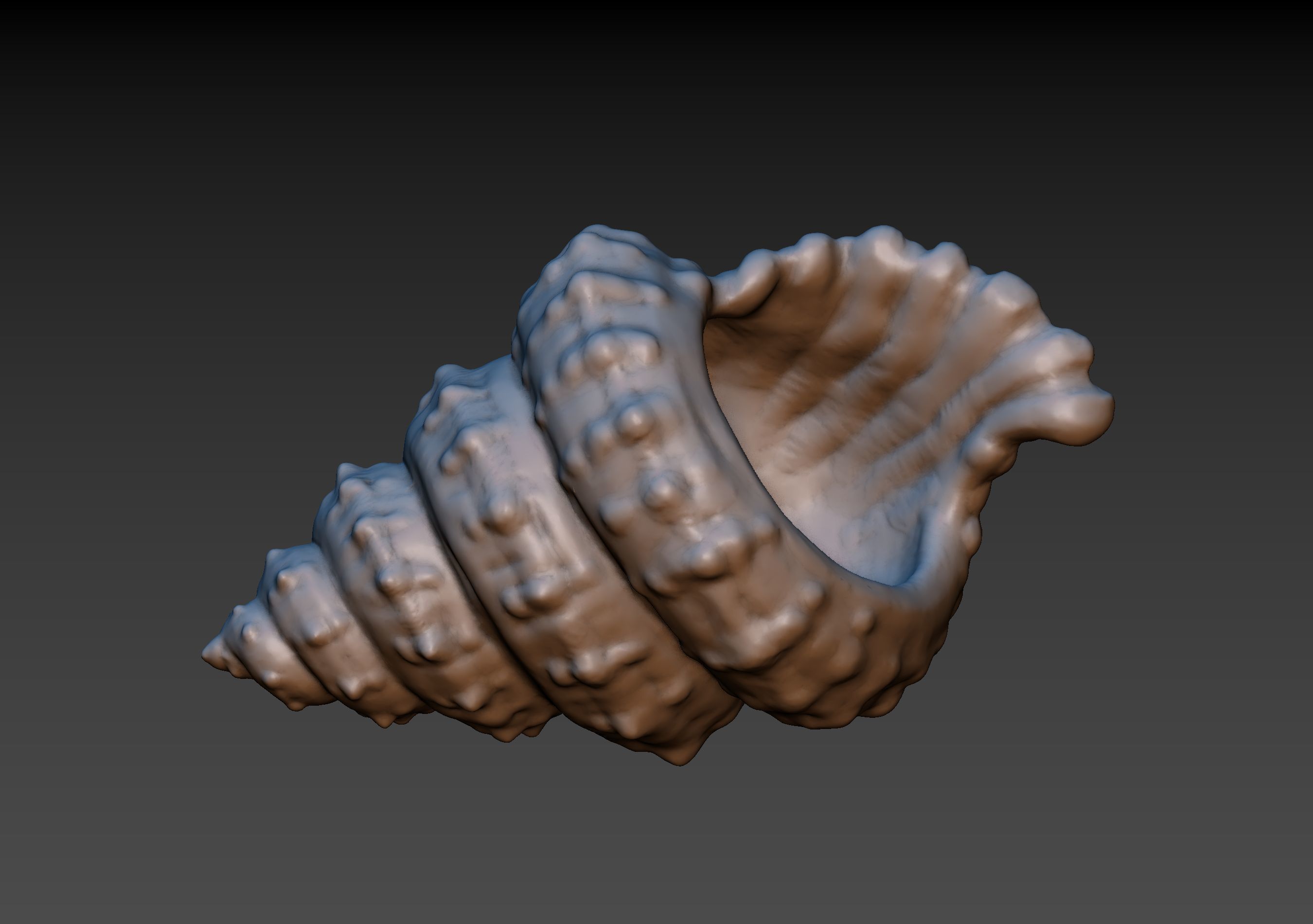Seashell shell 3D print model_3
