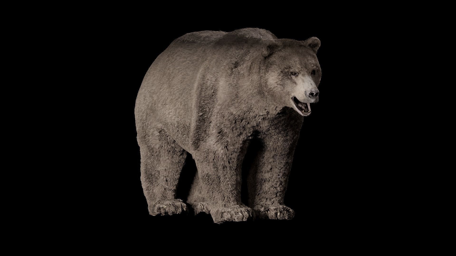 Bear - Rigged Blender 3d model 3D model_21