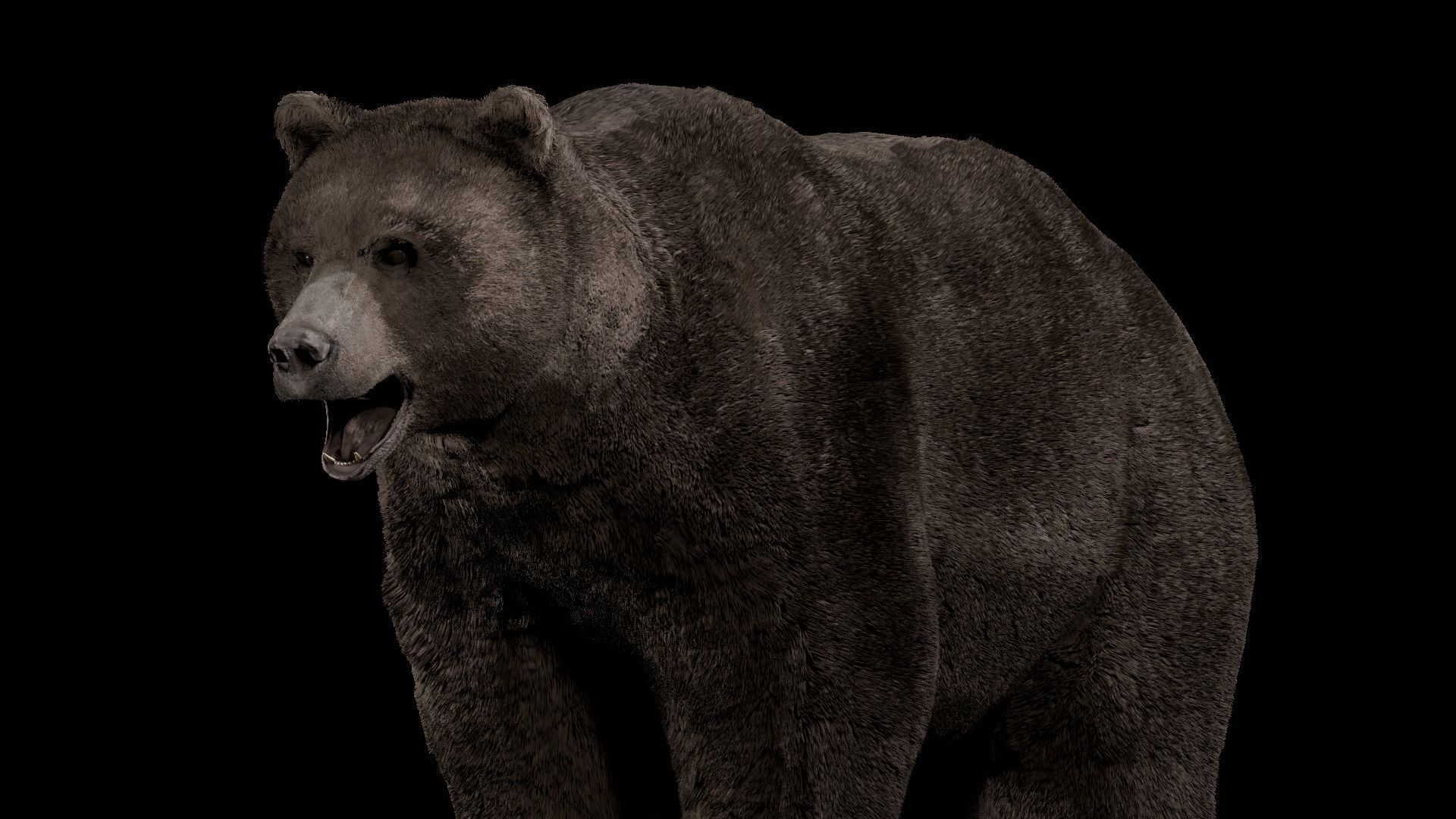 Bear - Rigged Blender 3d model 3D model_24
