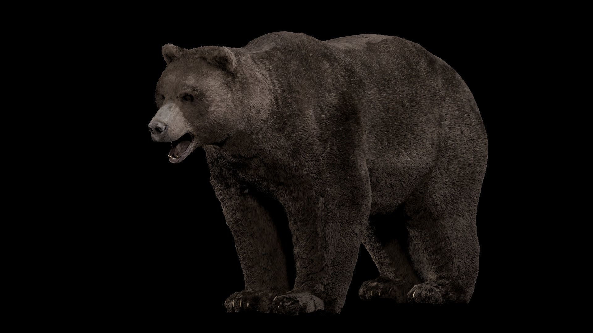 Bear - Rigged Blender 3d model 3D model_25