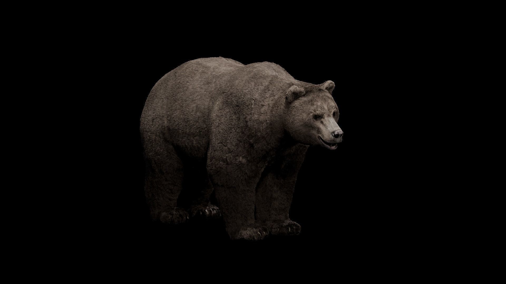 Bear - Rigged Blender 3d model 3D model_17