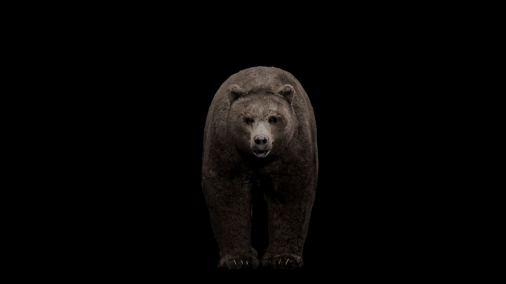 Bear - Rigged Blender 3d model 3D model_16