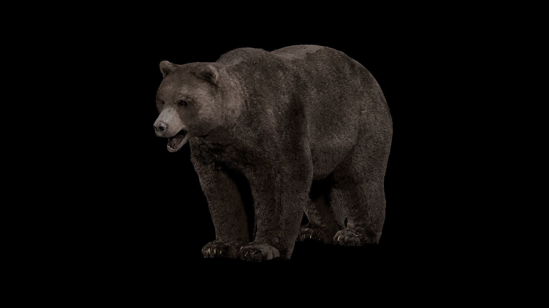 Bear - Rigged Blender 3d model 3D model_26