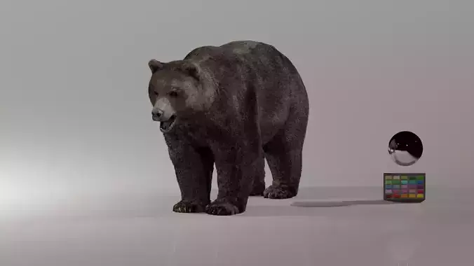 Bear - Rigged Blender 3d model 3D model