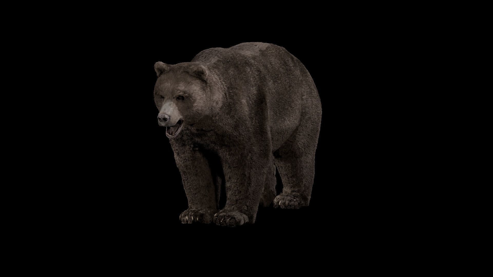 Bear - Rigged Blender 3d model 3D model_27