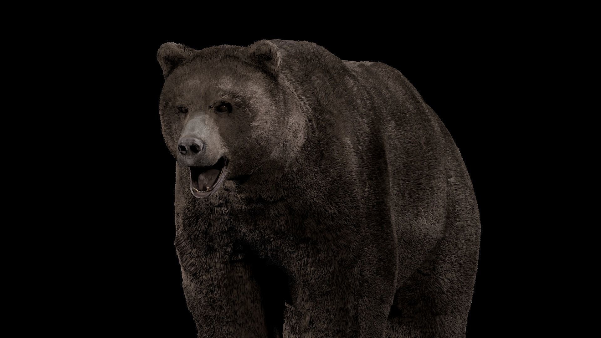 Bear - Rigged Blender 3d model 3D model_23