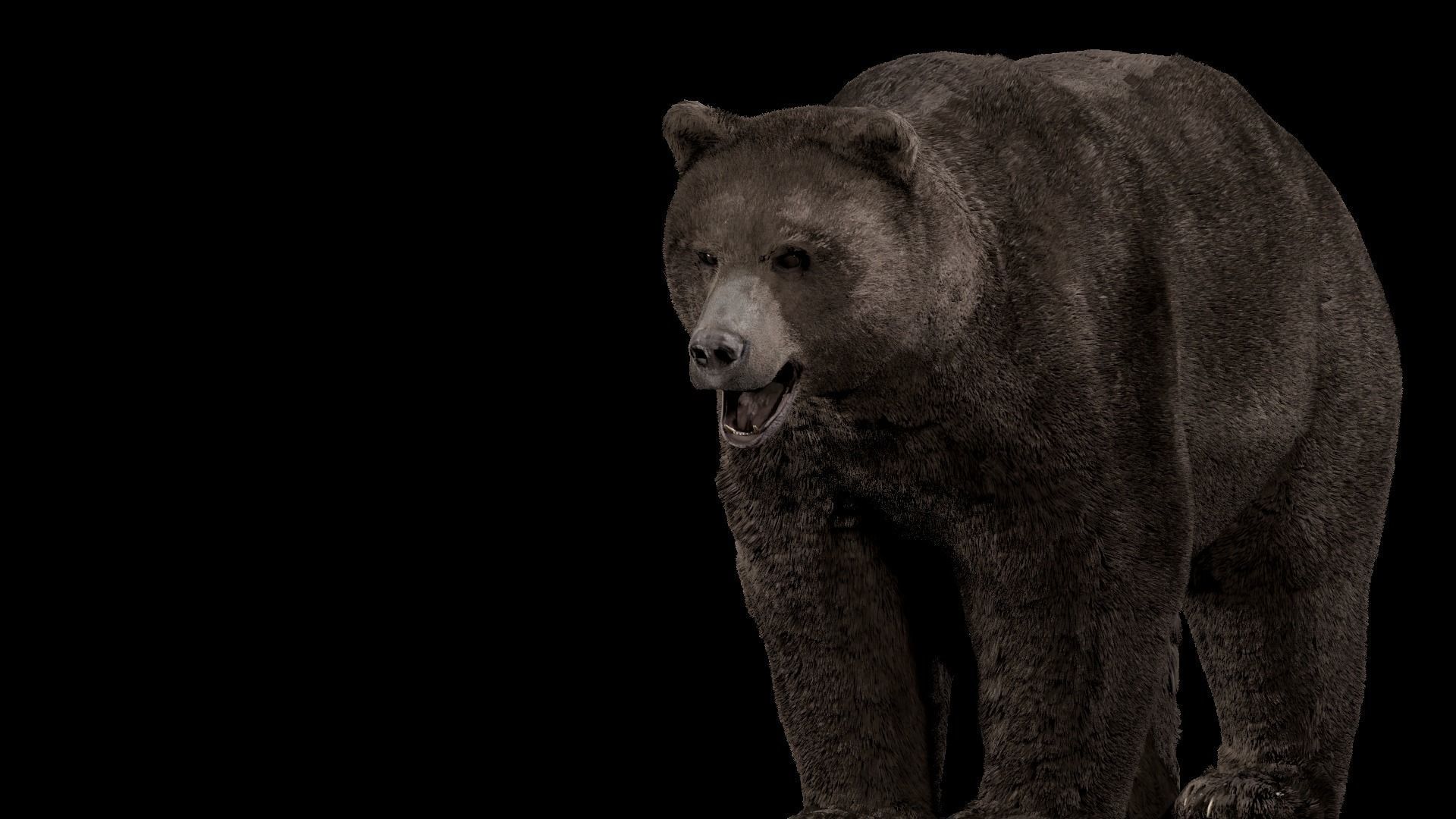 Bear - Rigged Blender 3d model 3D model_22
