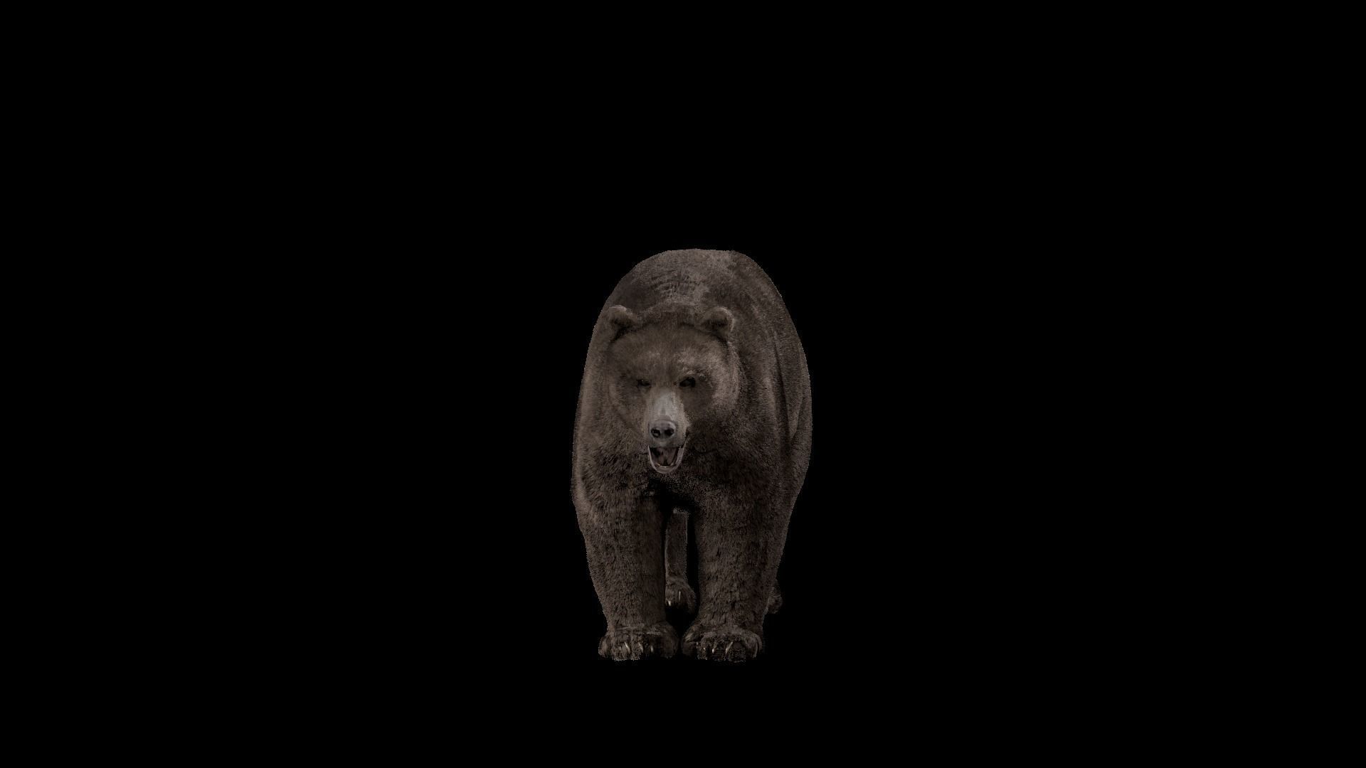 Bear - Rigged Blender 3d model 3D model_29