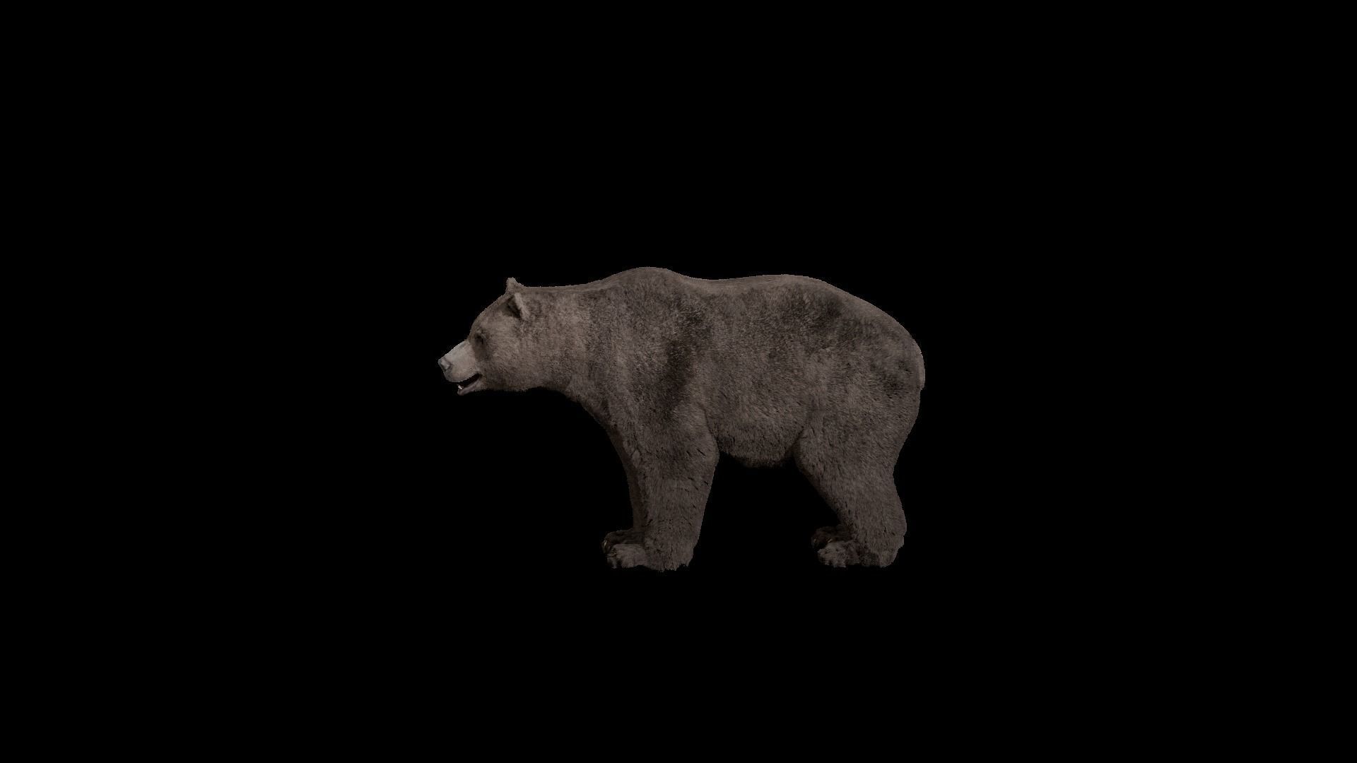 Bear - Rigged Blender 3d model 3D model_18