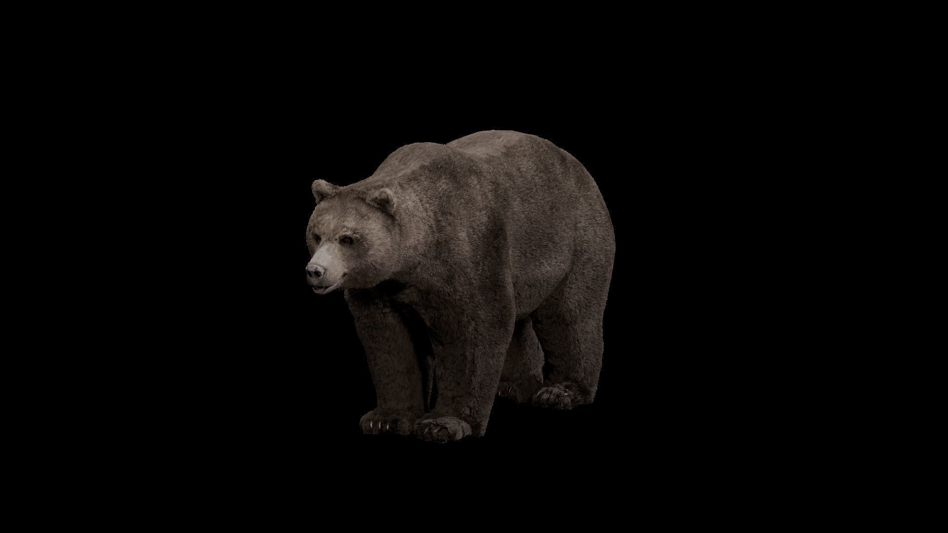 Bear - Rigged Blender 3d model 3D model_15