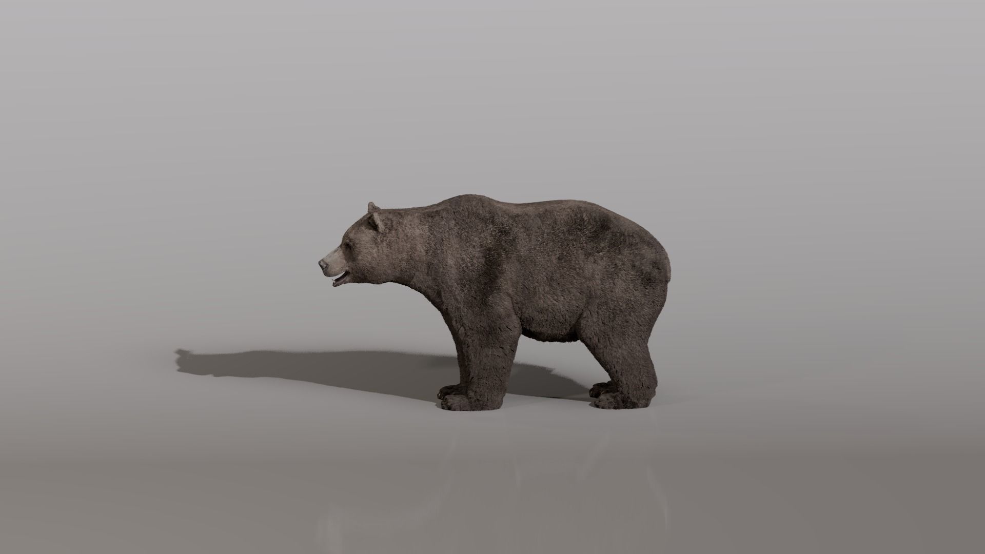 Bear - Rigged Blender 3d model 3D model_7