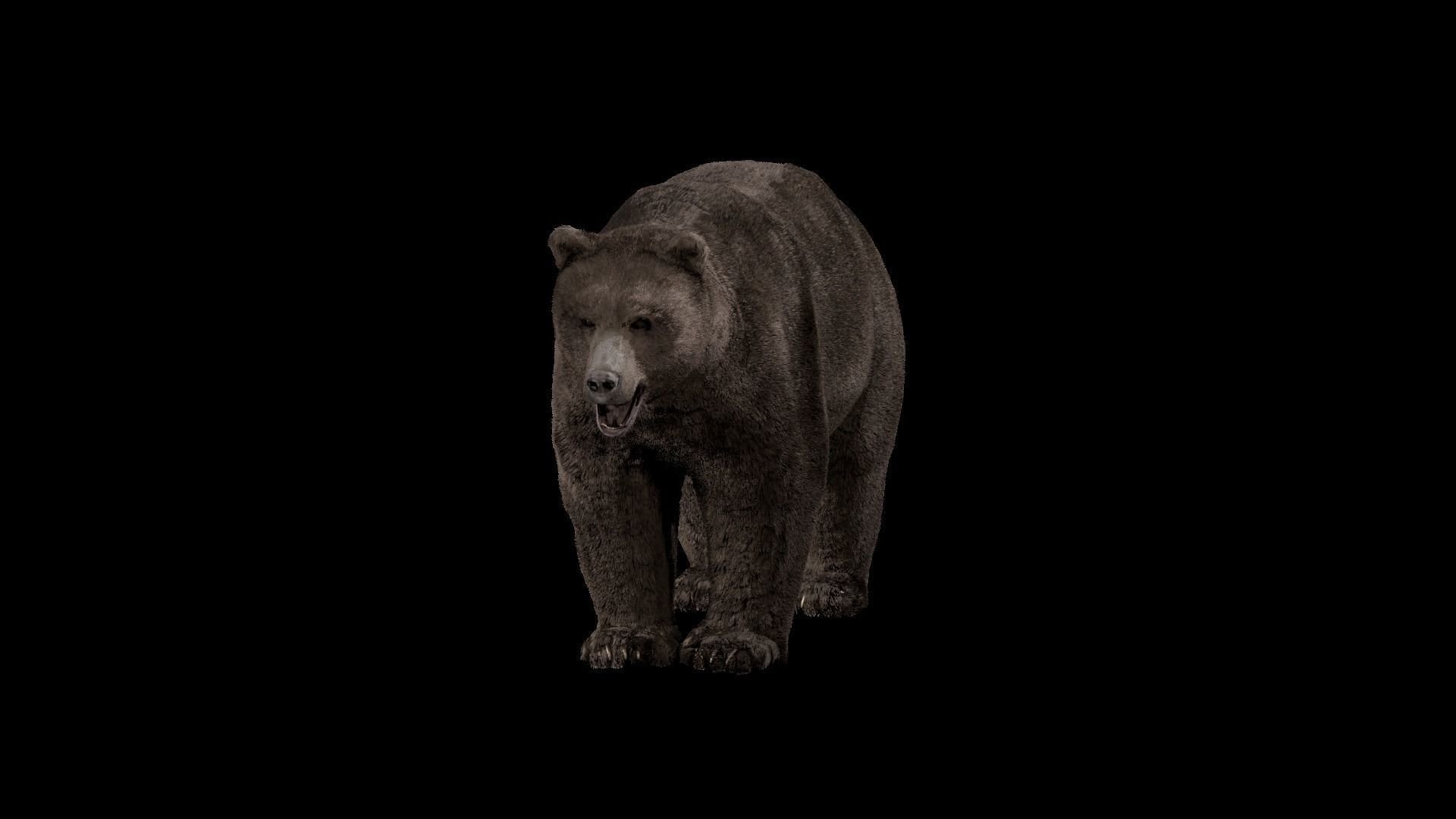 Bear - Rigged Blender 3d model 3D model_28