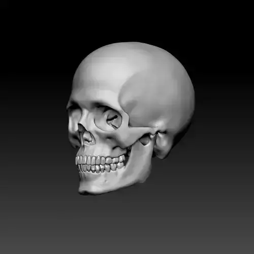 Skull Base Mesh 3D model