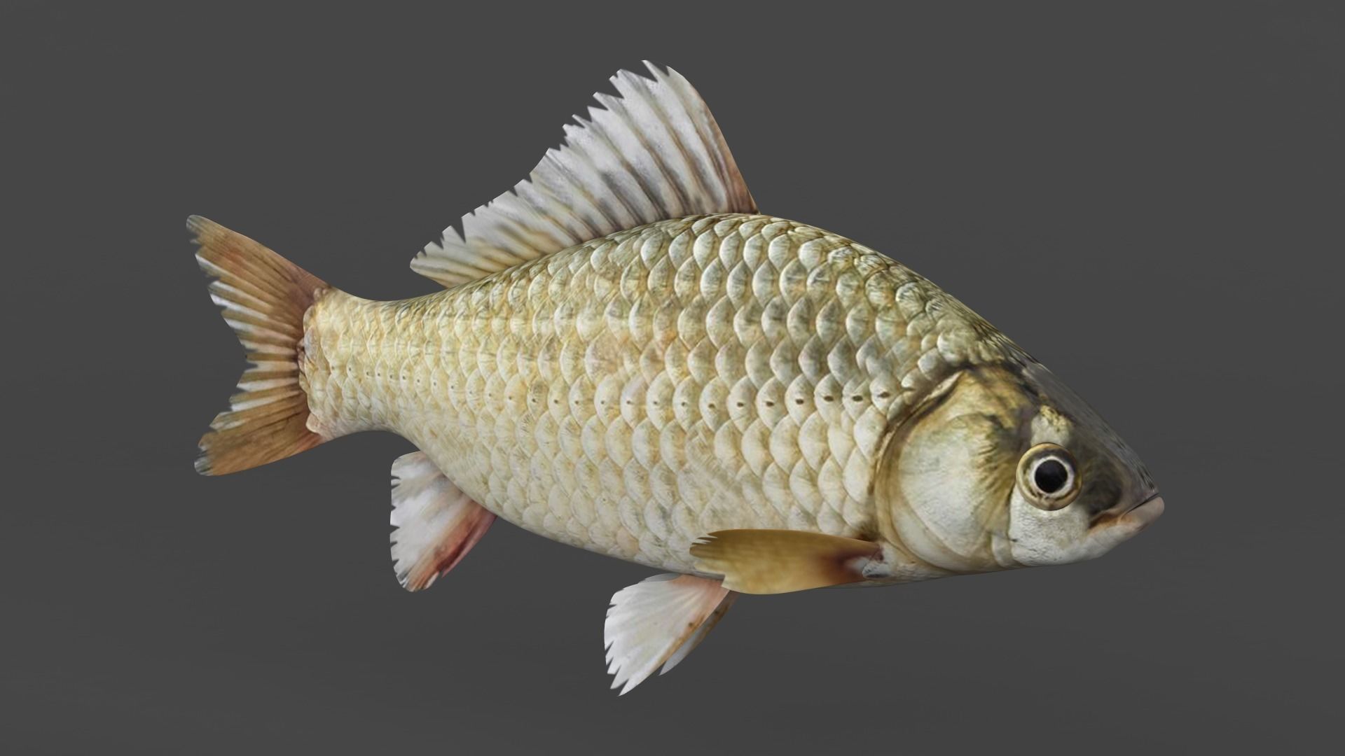 Carp Fish 3D model_1