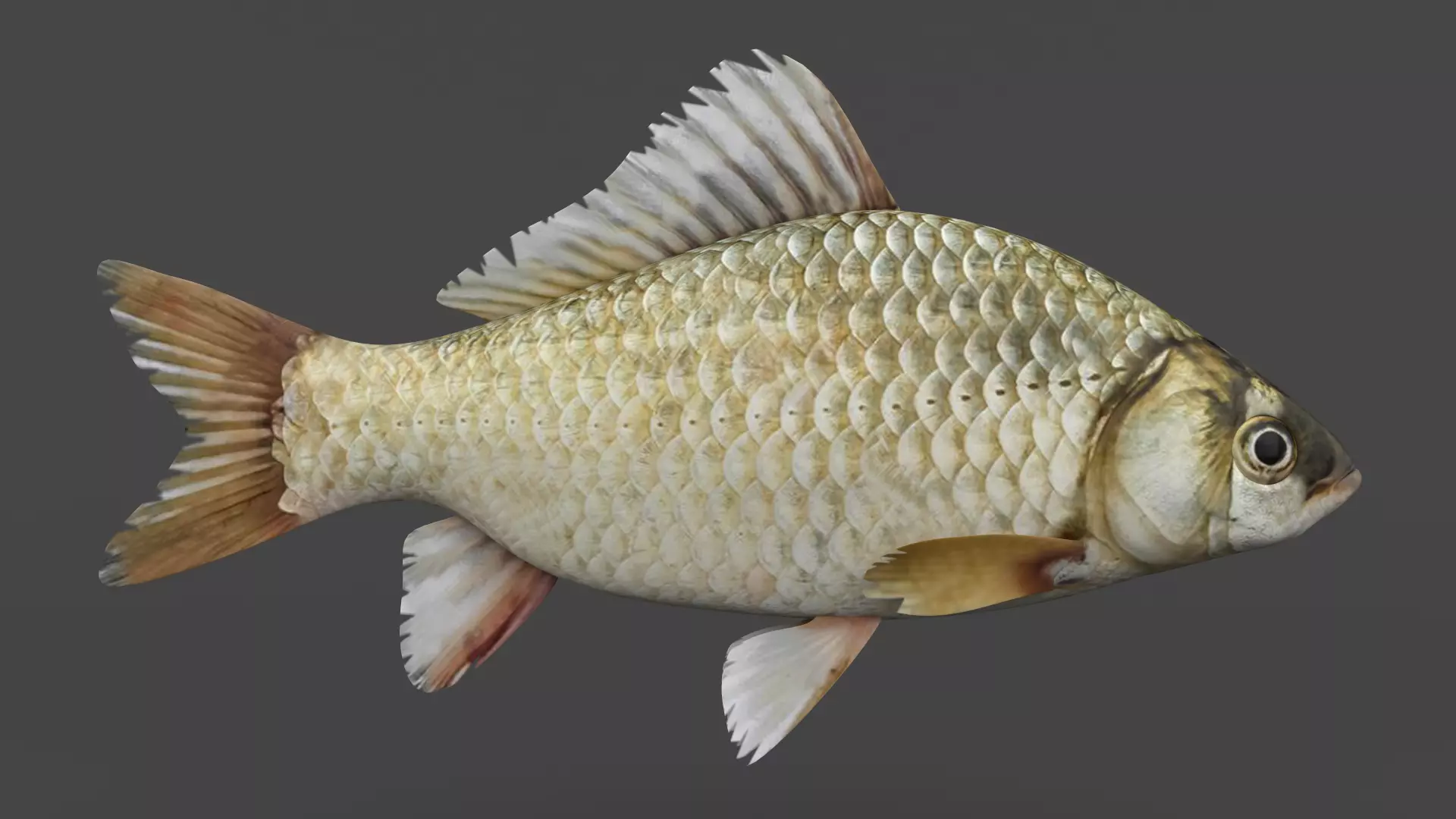 Carp Fish 3D model_0