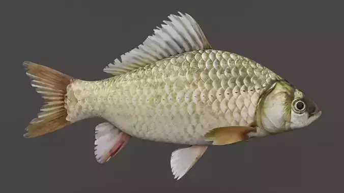 Carp Fish 3D model