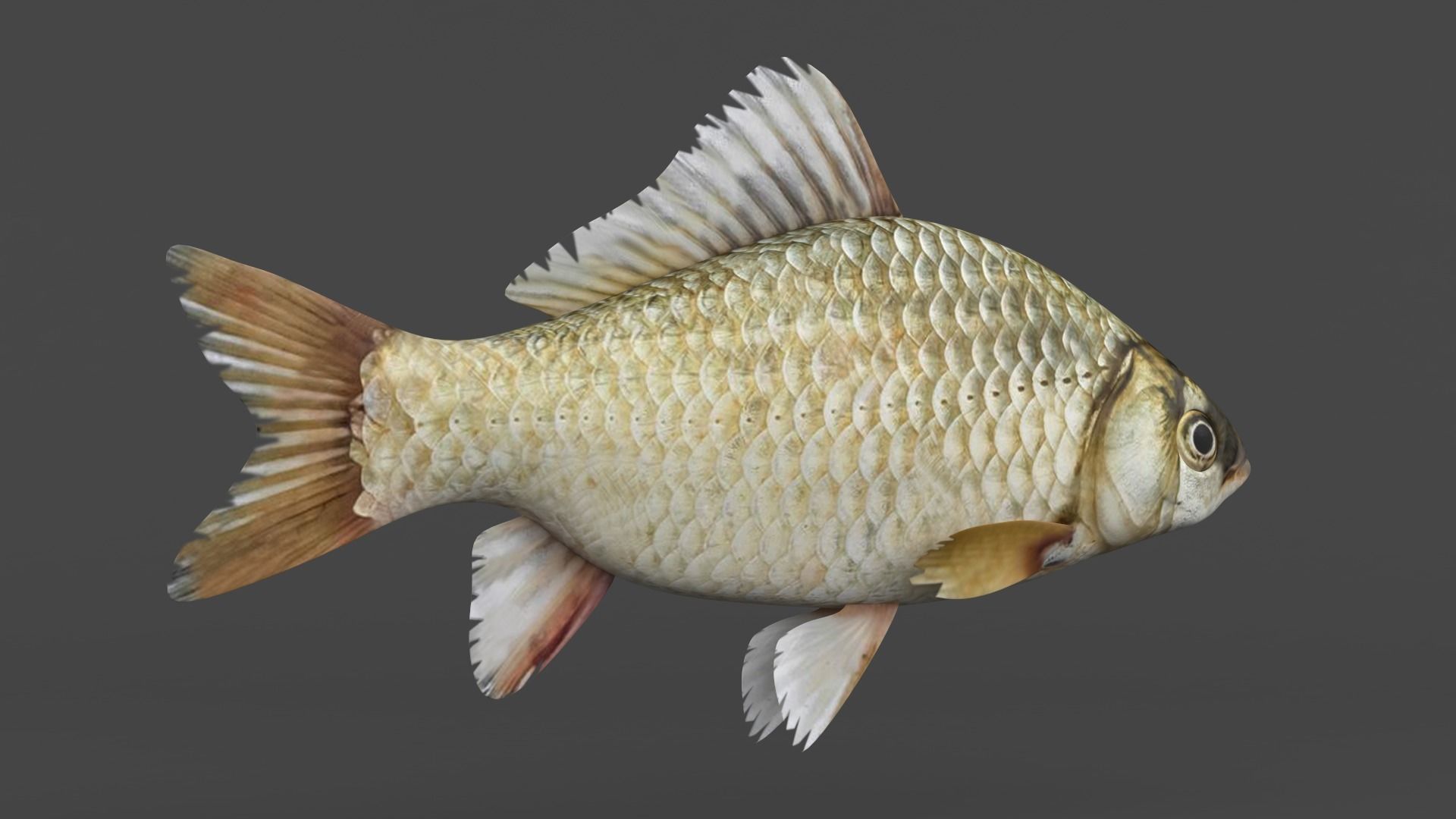 Carp Fish 3D model_4