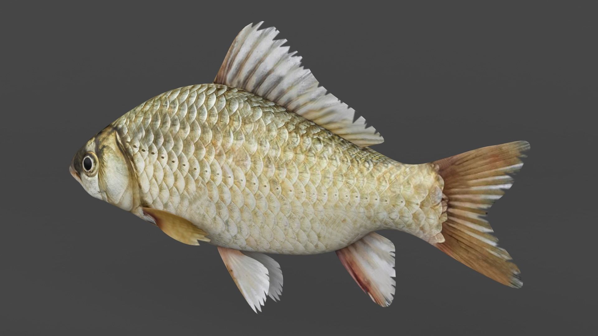 Carp Fish 3D model_3