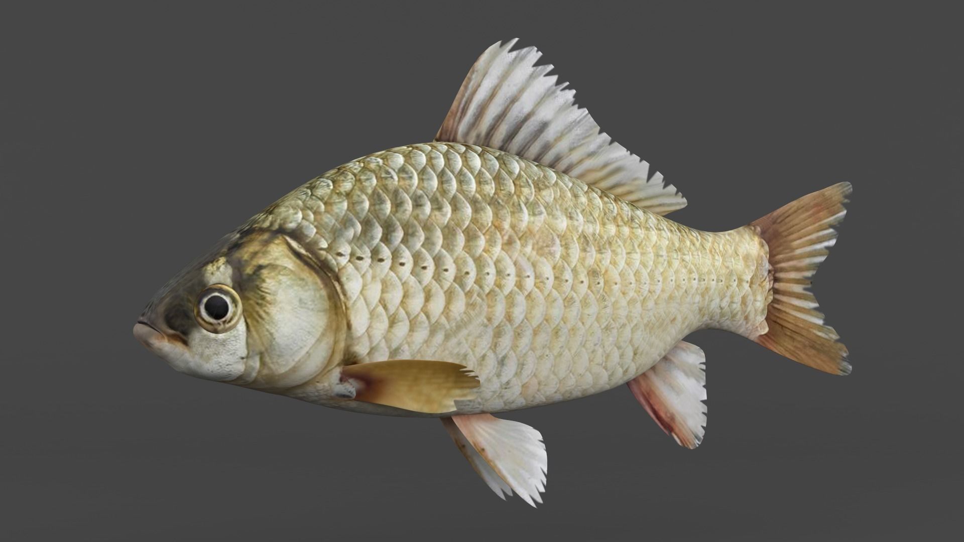 Carp Fish 3D model_2