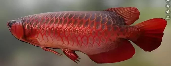 Red Arowana 3D model